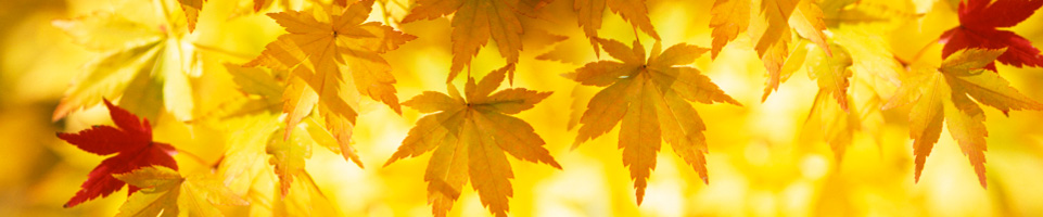 contact photo banner